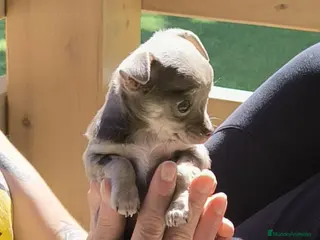 Chihuahua perros Chihuahua hembra Toy lilac - Anuncio 3