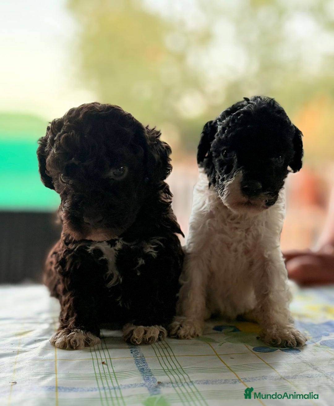 Perro de Agua Español perros en venta: PERRO DE AGUA ESPAÑOL - Imagen 1
