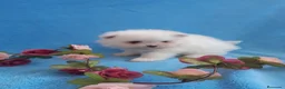 Pomerania perros en venta: PRECIOSO CACHORITO DE POMERANIA TOY  - Anuncio 17