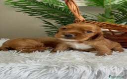 Cocker Spaniel Inglés perros en venta: COCKER SPANIEL INGLES - Imagen 7