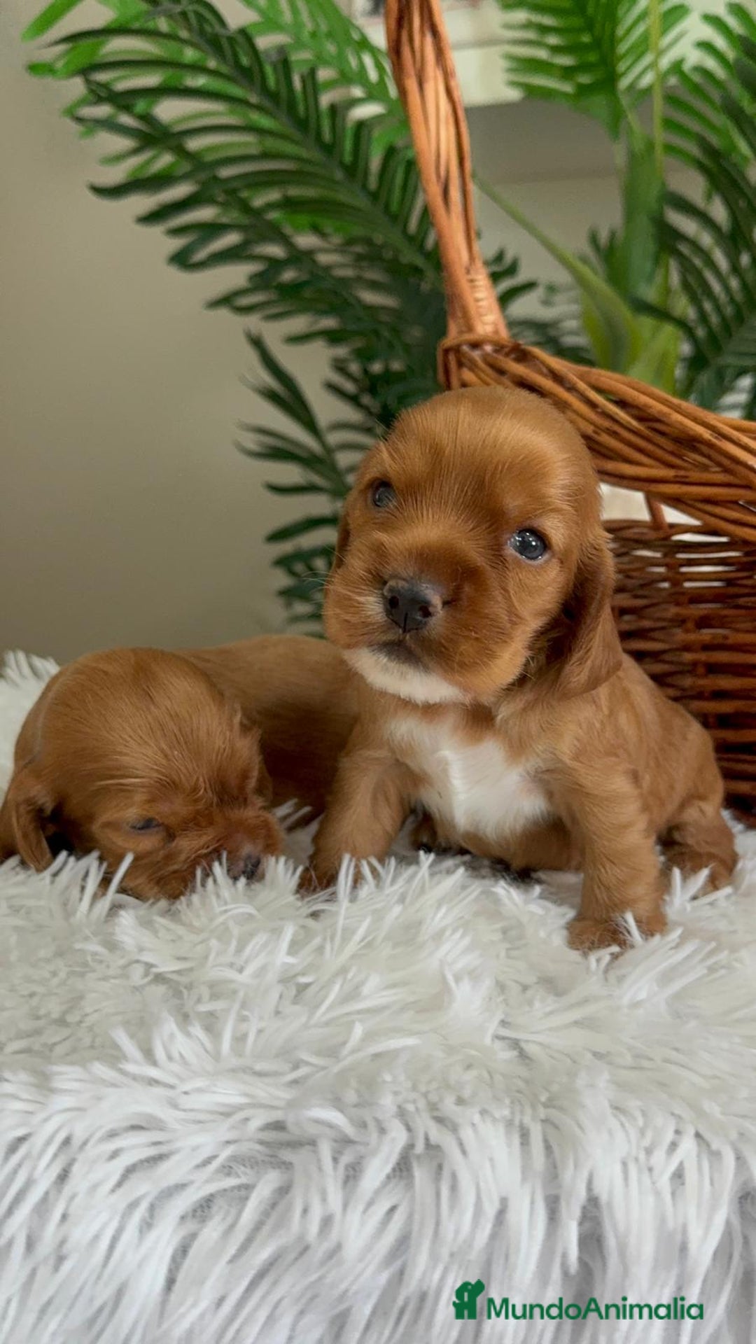 Cocker Spaniel Inglés perros en venta: COCKER SPANIEL INGLES - Imagen 7