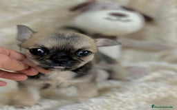Chihuahua perros en venta: Chihuahua Toy  - Imagen 6