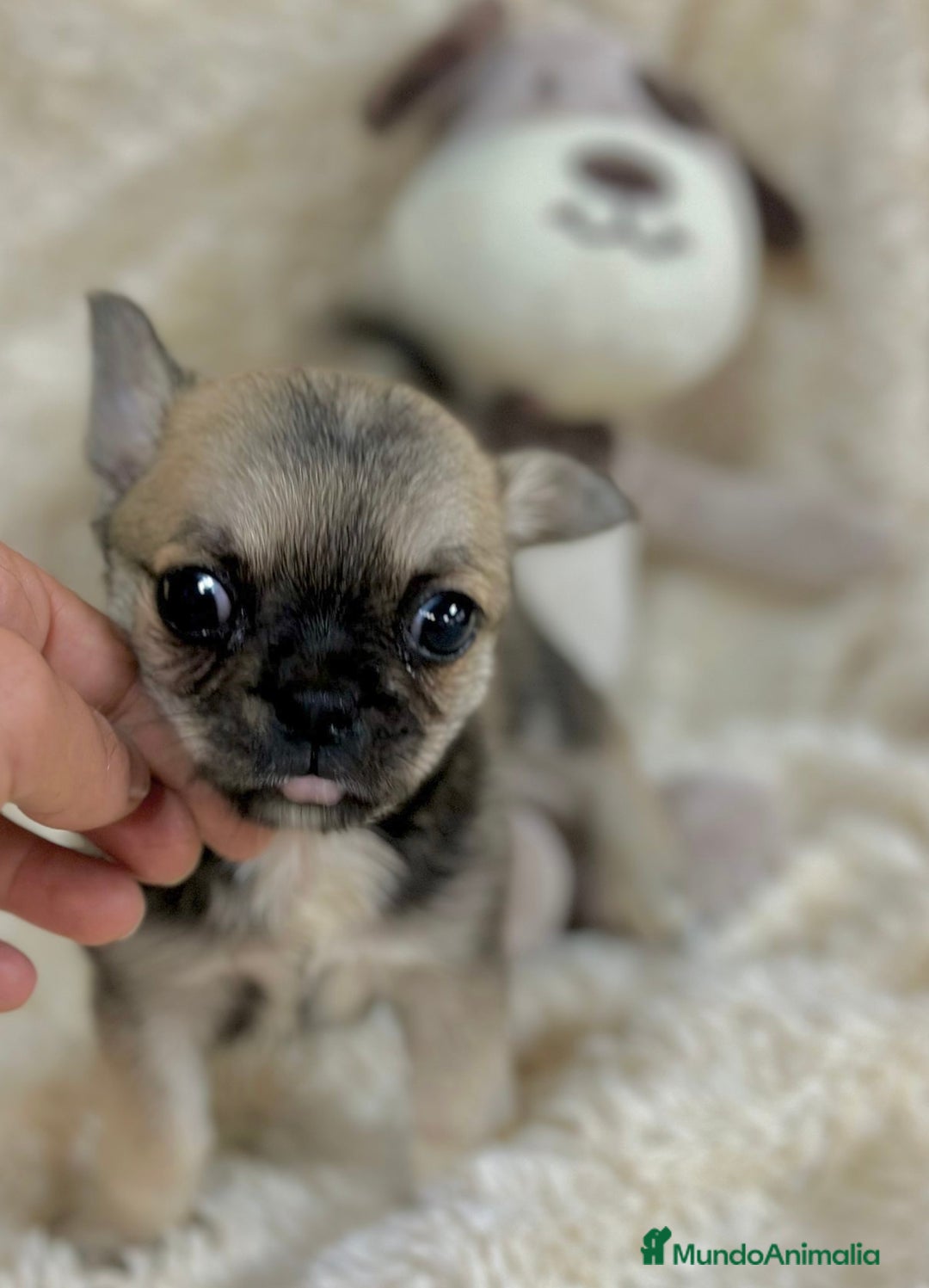 Chihuahua perros en venta: Chihuahua Toy  - Imagen 6