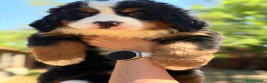 Boyero de Berna 1