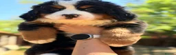 Boyero de Berna perros en venta: Boyero de Berna  - Anuncio 3