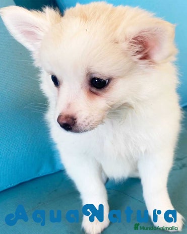 Pomchi perros en Barcelona - Anuncio 3