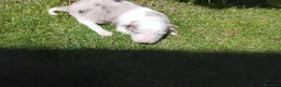Border Collie perros en venta: Preciosa camada de border collie  - Anuncio 5