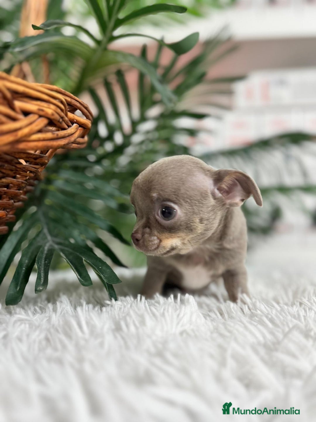 Chihuahua perros en venta: CHIHUAHUA MACHO LILAC AND TAN - Anuncio 6