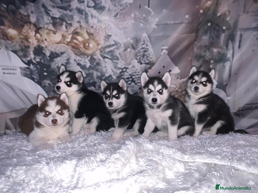 Husky Siberiano perros en venta: Cachorros husky siberianos  - Anuncio 7