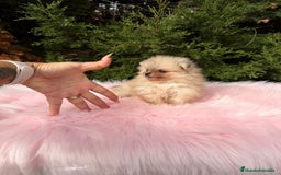 Pomerania perros en venta: Pomerania hembra  - Anuncio 4