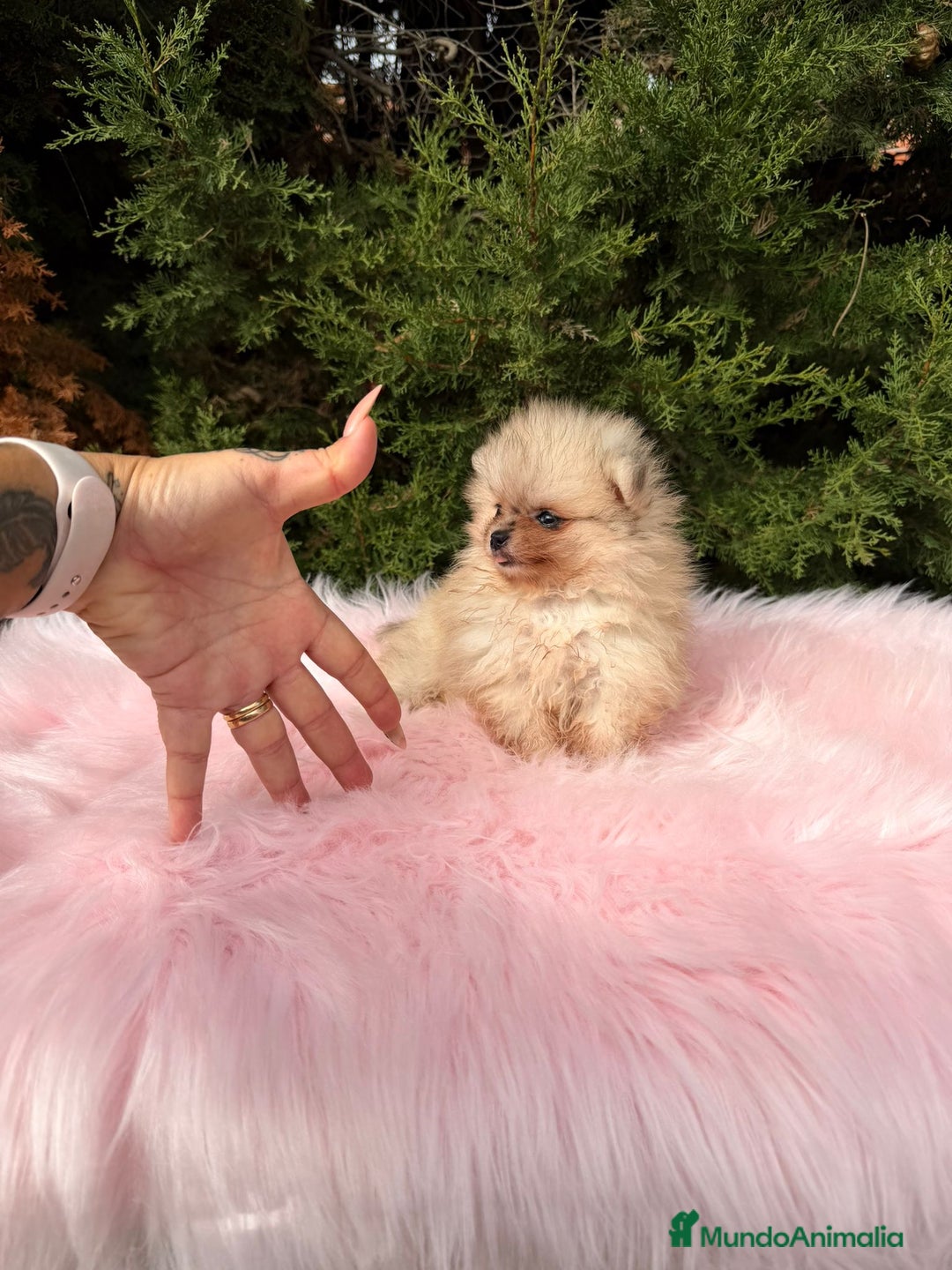 Pomerania perros en venta: Pomerania hembra  - Anuncio 4