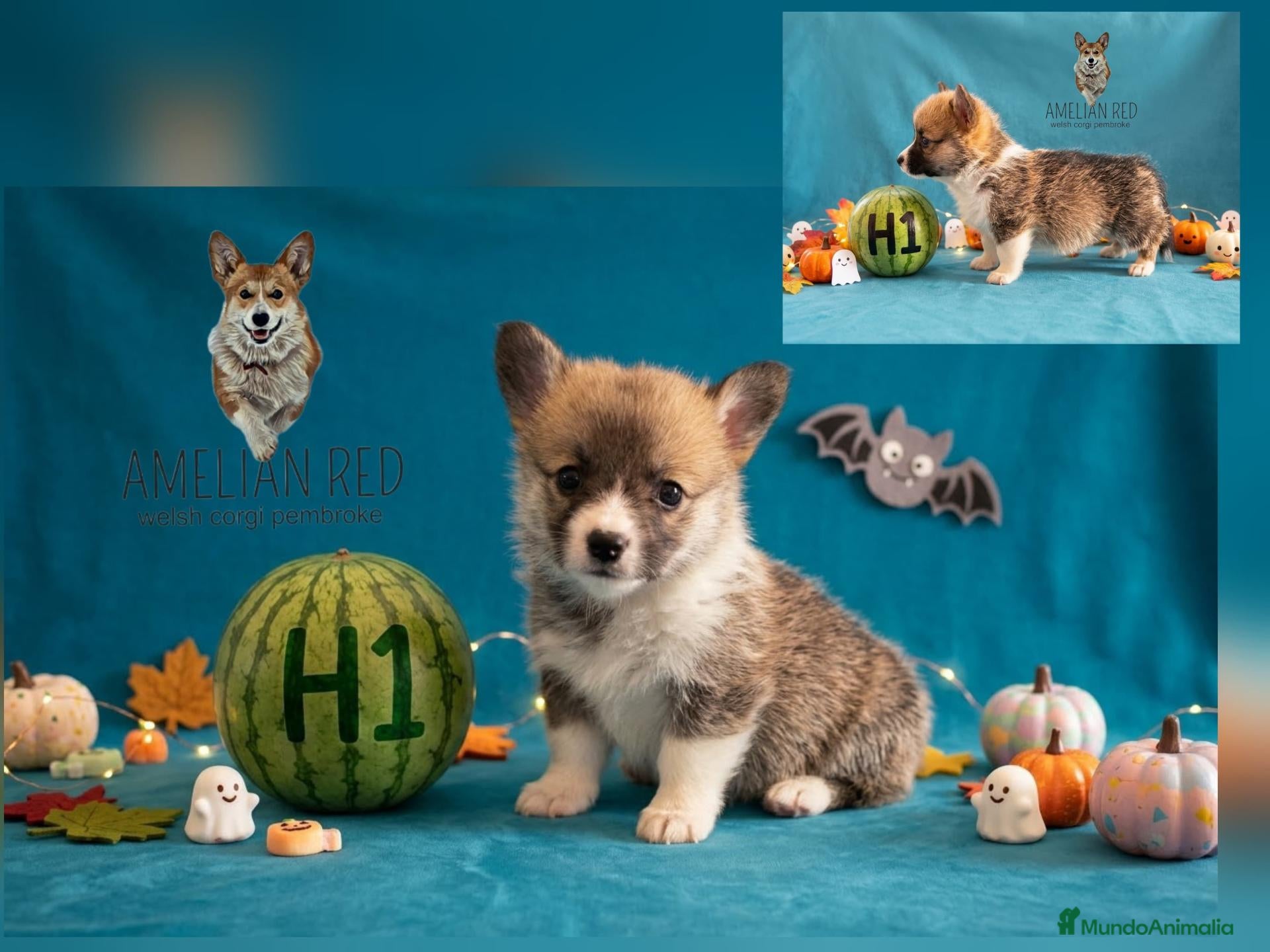 Welsh Corgi Pembroke perros en venta: Cachorros de Welsh Corgi Pembroke - Anuncio 1