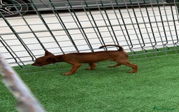 Pinscher Miniatura perros en venta: Pincher macho  - Imagen 4
