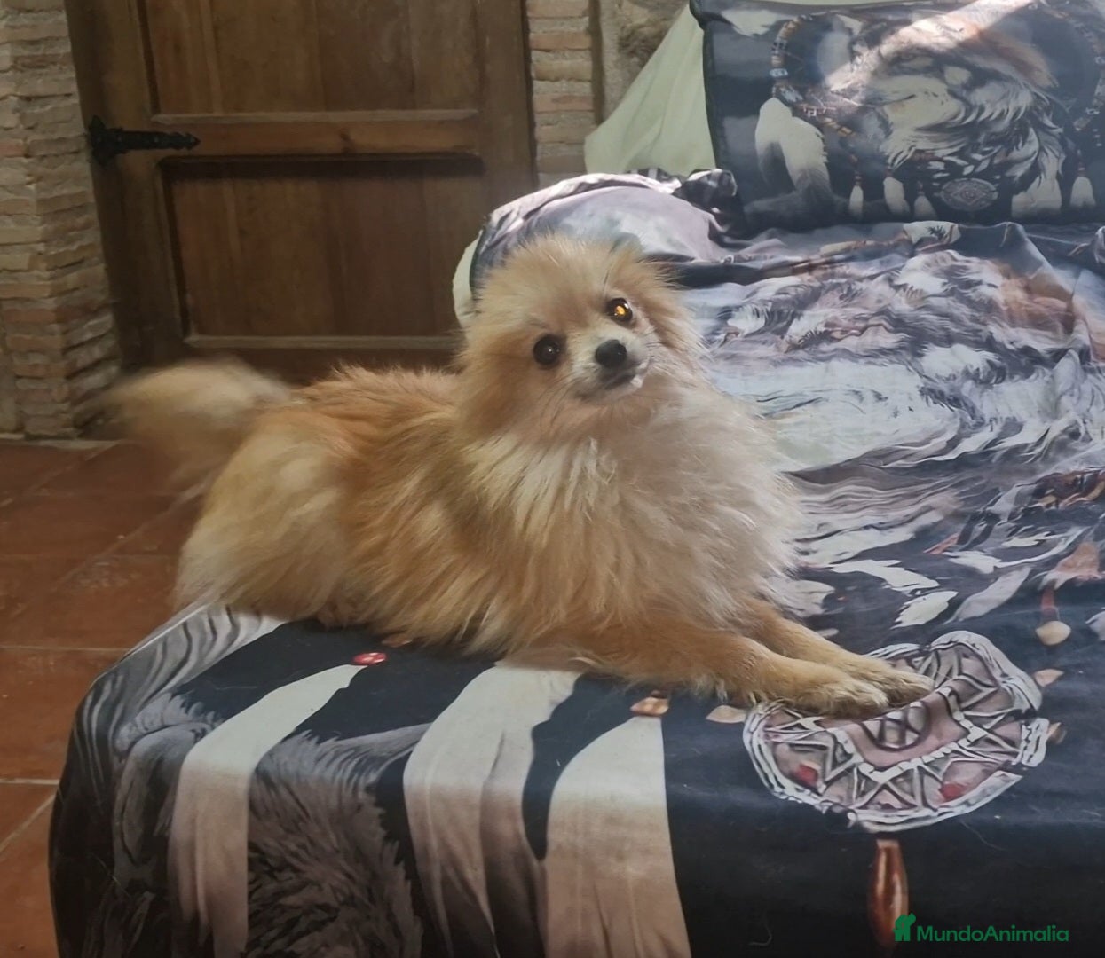 Pomerania perros Pomerania toy - Anuncio 1