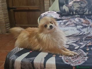 Pomerania perros Pomerania toy - Anuncio 10