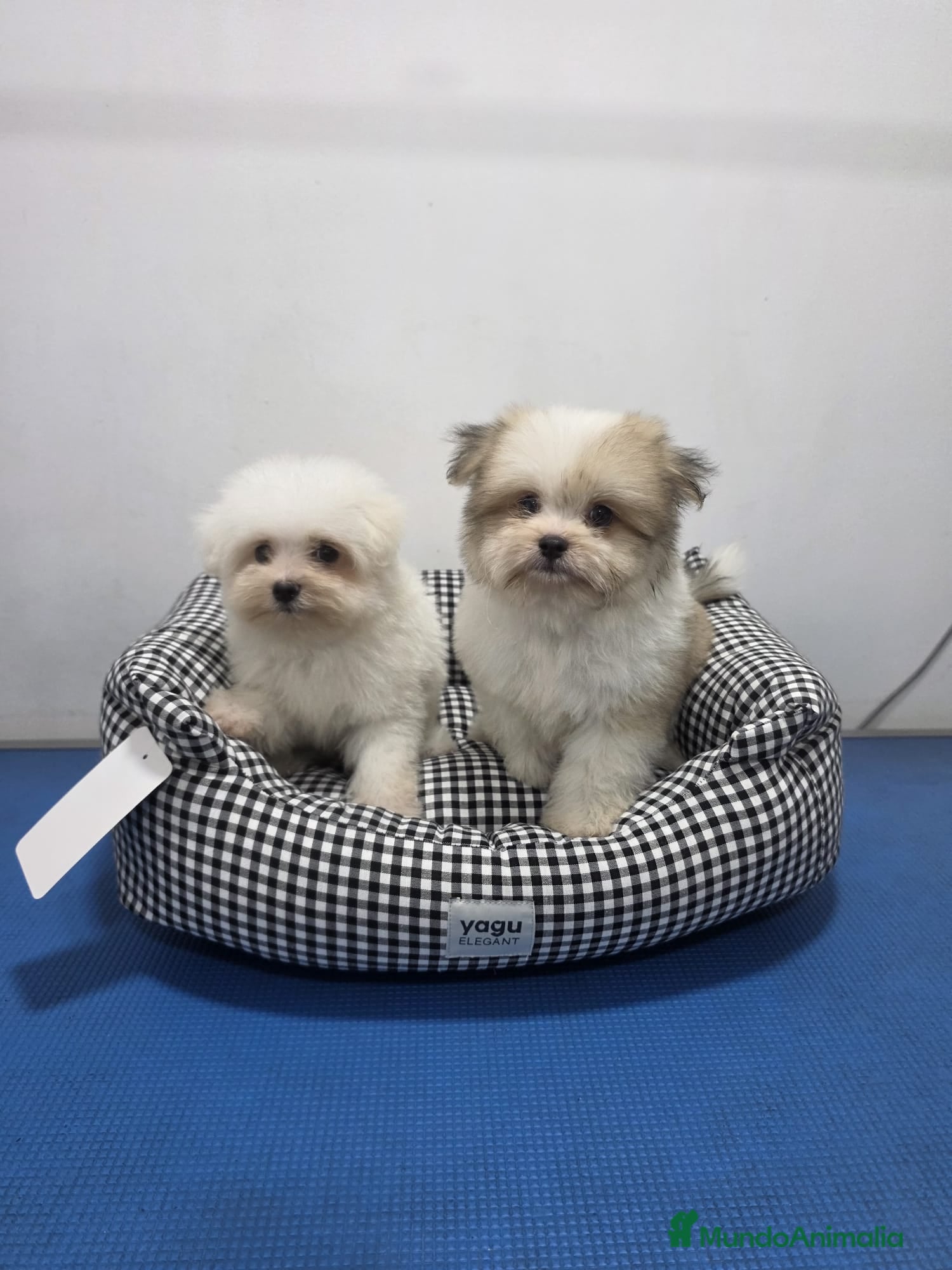 Maltipom perros Maltipom de excelente calidad  - Anuncio 1