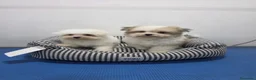 Maltipom perros en venta: Maltipom de excelente calidad  - Anuncio 6