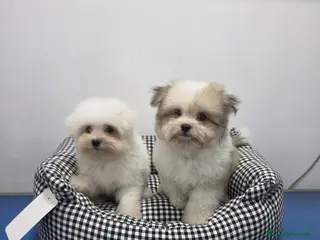 Maltipom perros Maltipom de excelente calidad - Anuncio 1