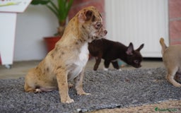 Chihuahua perros en venta: 🌈 Chihuahuas únicos: Luxor, Ronda y Paddy - Imagen 3