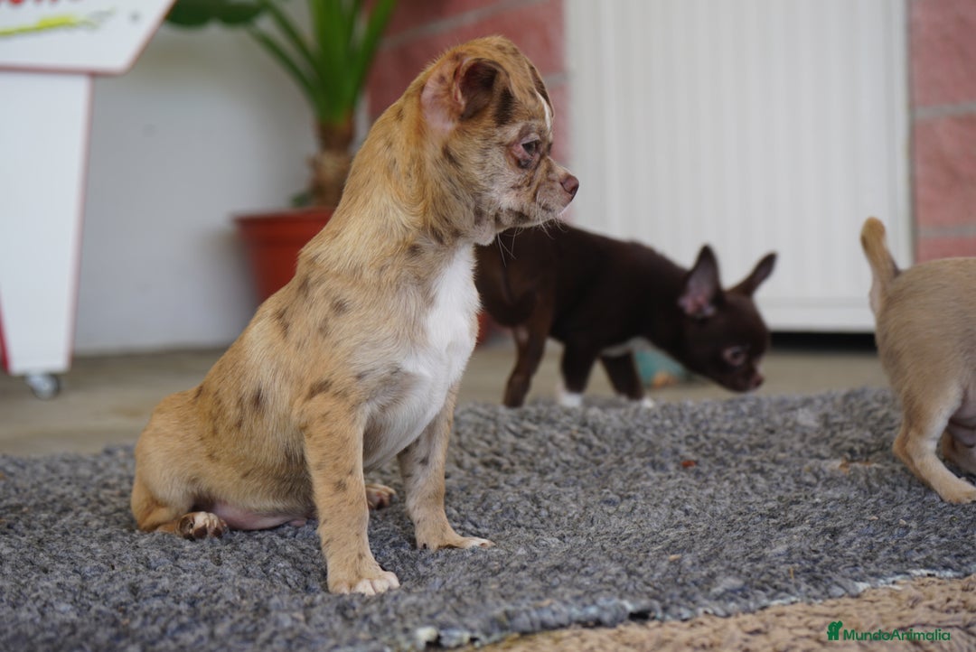 Chihuahua perros en venta: 🌈 Chihuahuas únicos: Luxor, Ronda y Paddy - Imagen 3