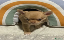 Chihuahua perros en venta: Exclusivos chihuahuas rusos - Imagen 24