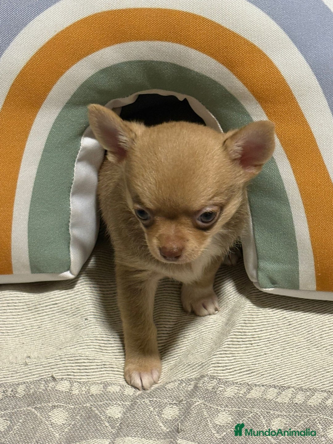 Chihuahua perros en venta: Exclusivos chihuahuas rusos - Imagen 24