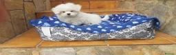 Bichón Maltés perros en venta: Bichón Maltés - Anuncio 9