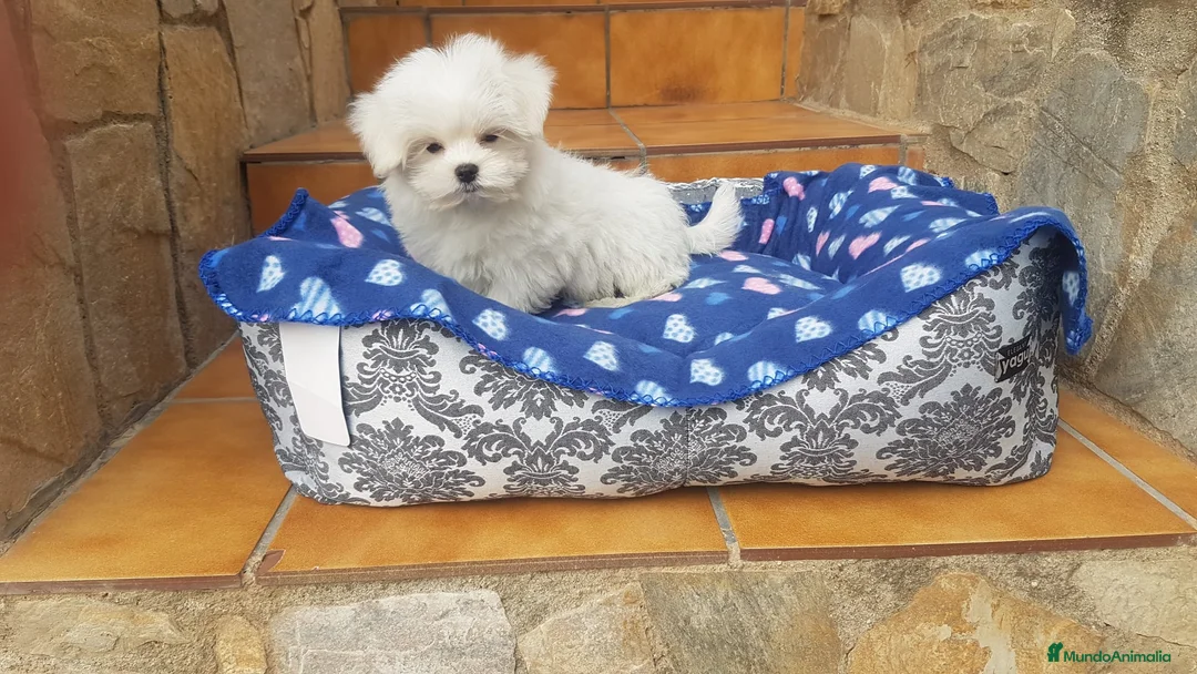 Bichón Maltés perros en venta: Bichón Maltés - Anuncio 9