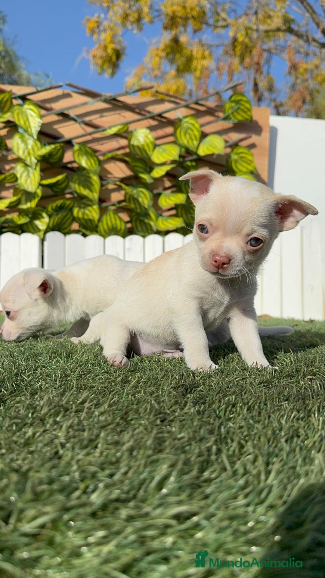 Chihuahua perros en venta: CHIHUAHUA MACHO - Anuncio 9