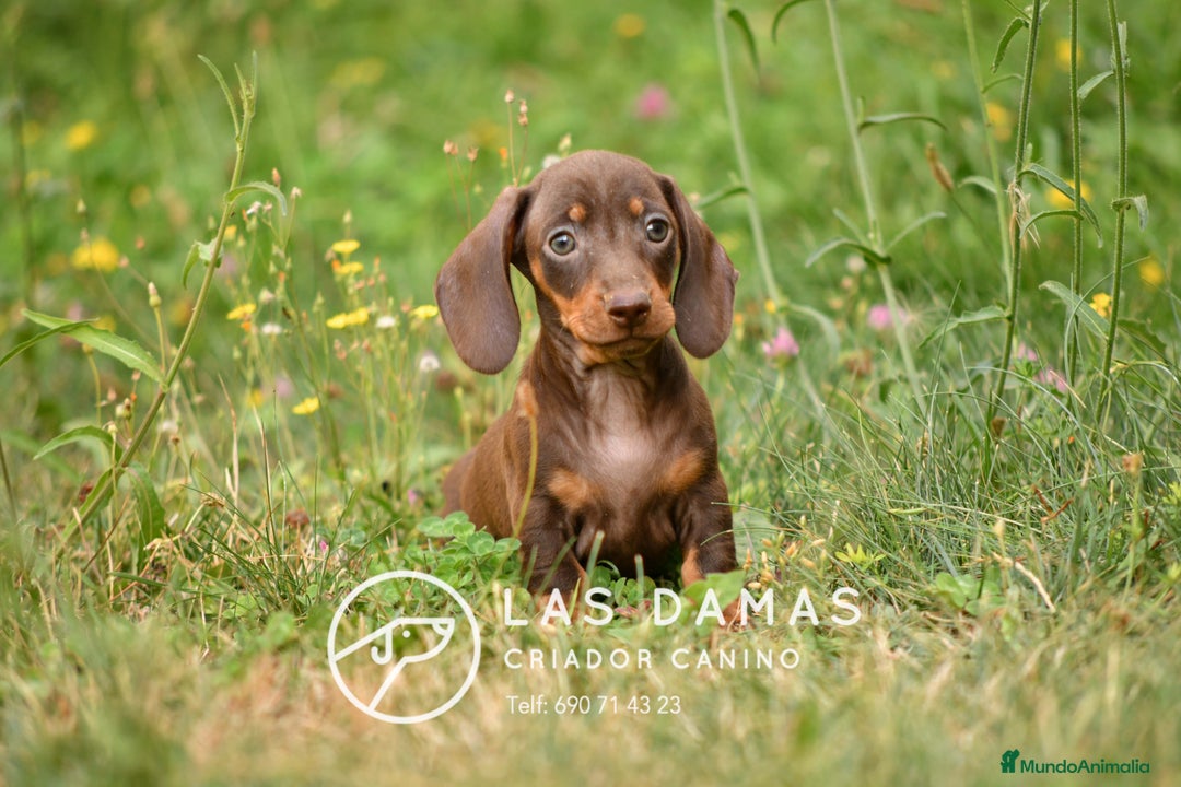 Teckel perros en venta: Teckel 🌭 Pequeños de patas, grandes de alma - Imagen 2