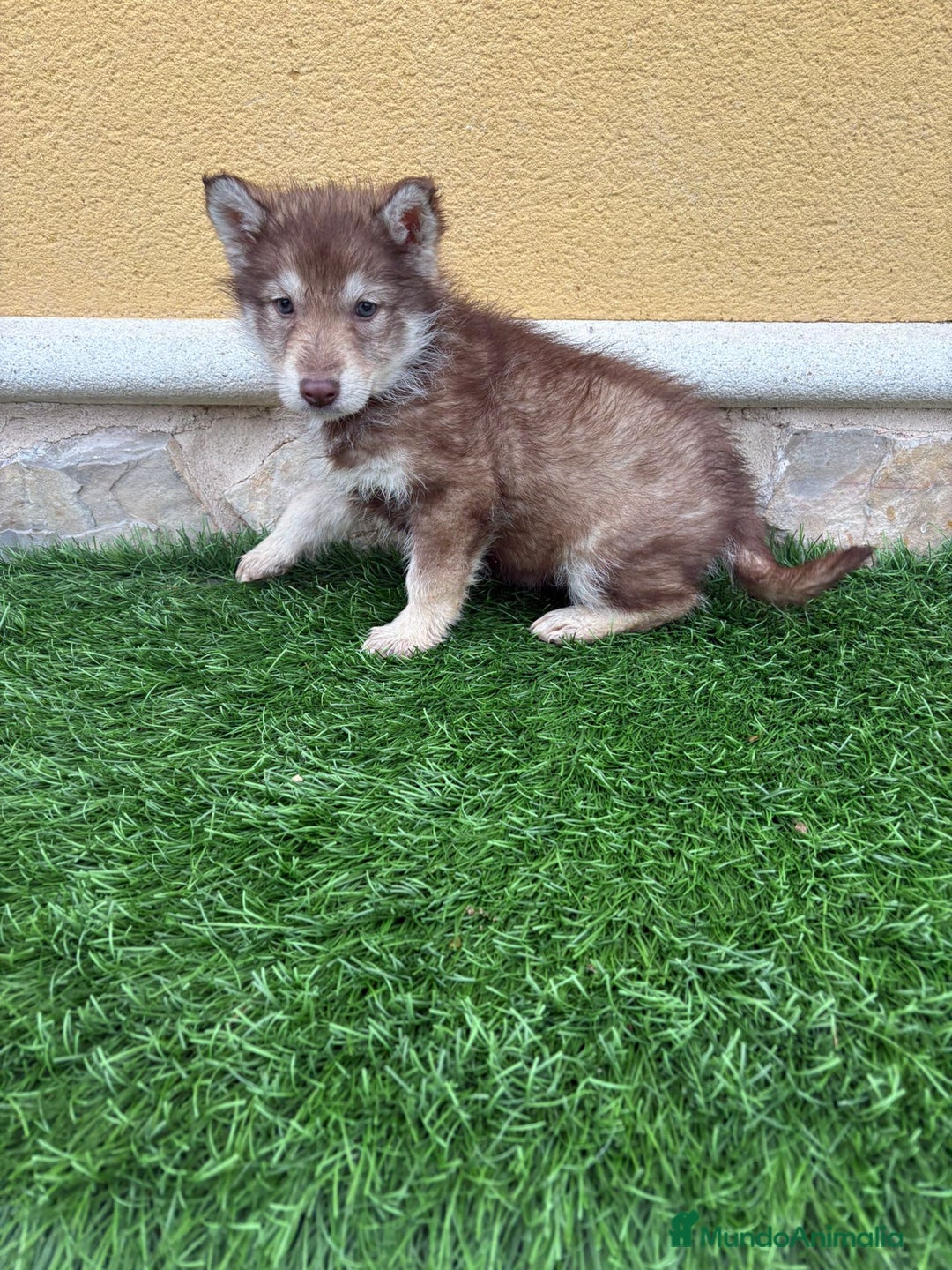 Husky Siberiano perros en venta: Hembra Husky Siberiano roja  - Anuncio 8