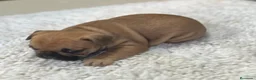 Bulldog Francés perros en venta: Cachorros de bulldog francés  - Anuncio 8