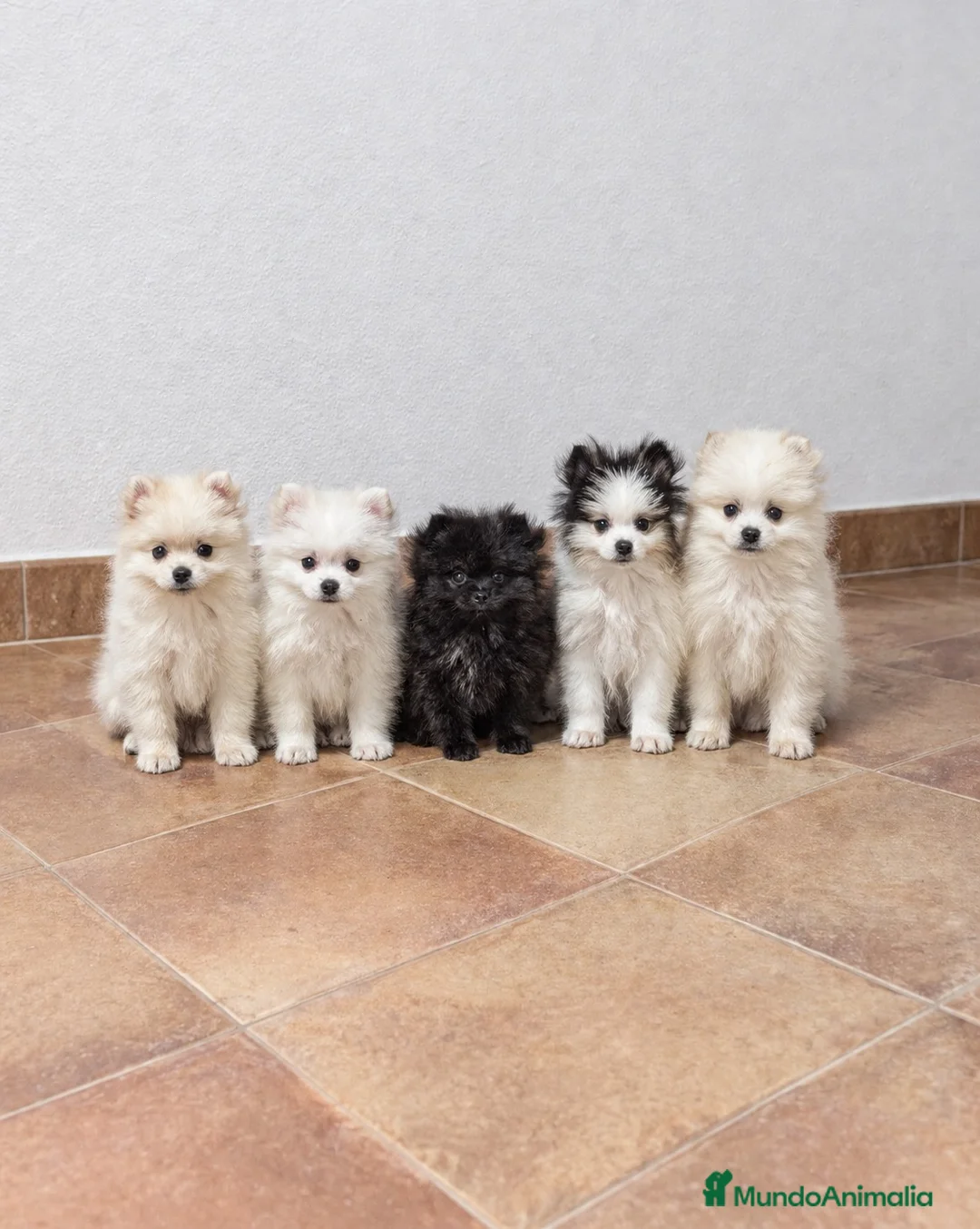 Pomerania perros en venta: Pomeranias 🐾🐻 en Alicante - Anuncio 1