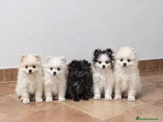 Pomerania perros Pomeranias 🐾🐻 - Anuncio 18