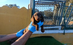 Teckel Miniatura perros en venta: CACHORROS DE TECKEL MINI  - Imagen 2