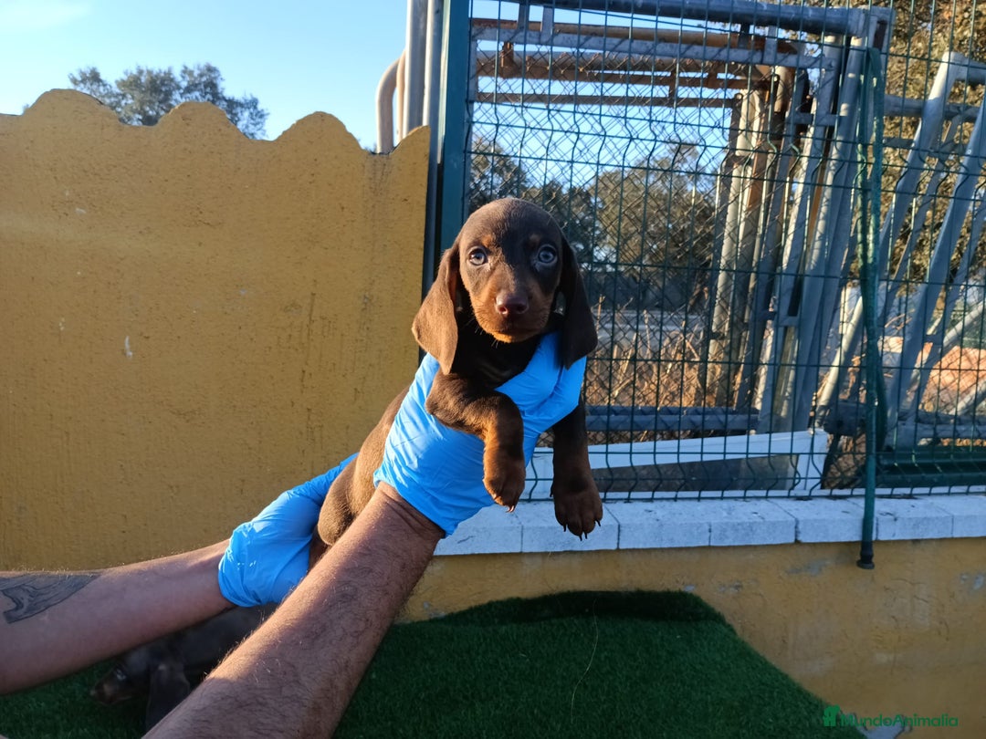 Teckel Miniatura perros en venta: CACHORROS DE TECKEL MINI  - Imagen 2