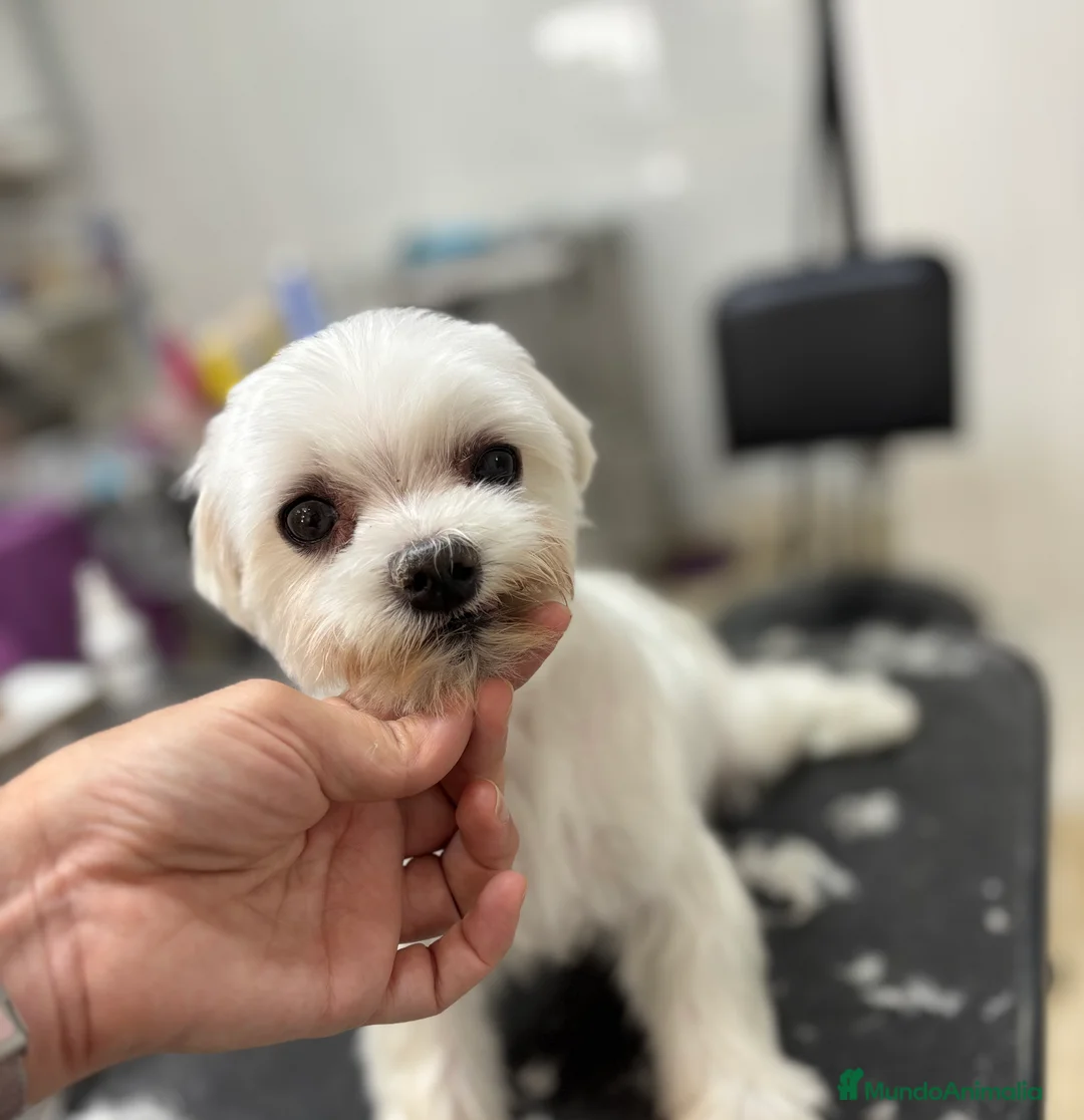 Bichón Maltés perros en venta: Bichon maltes hembra de nueve años - Anuncio 5