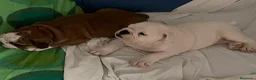 Bulldog Inglés perros en venta: Cachorros bulldog inglés  - Anuncio 4