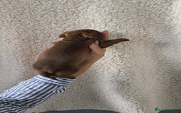 Teckel Miniatura perros en venta: Teckel Kanichen chocolate  - Imagen 8