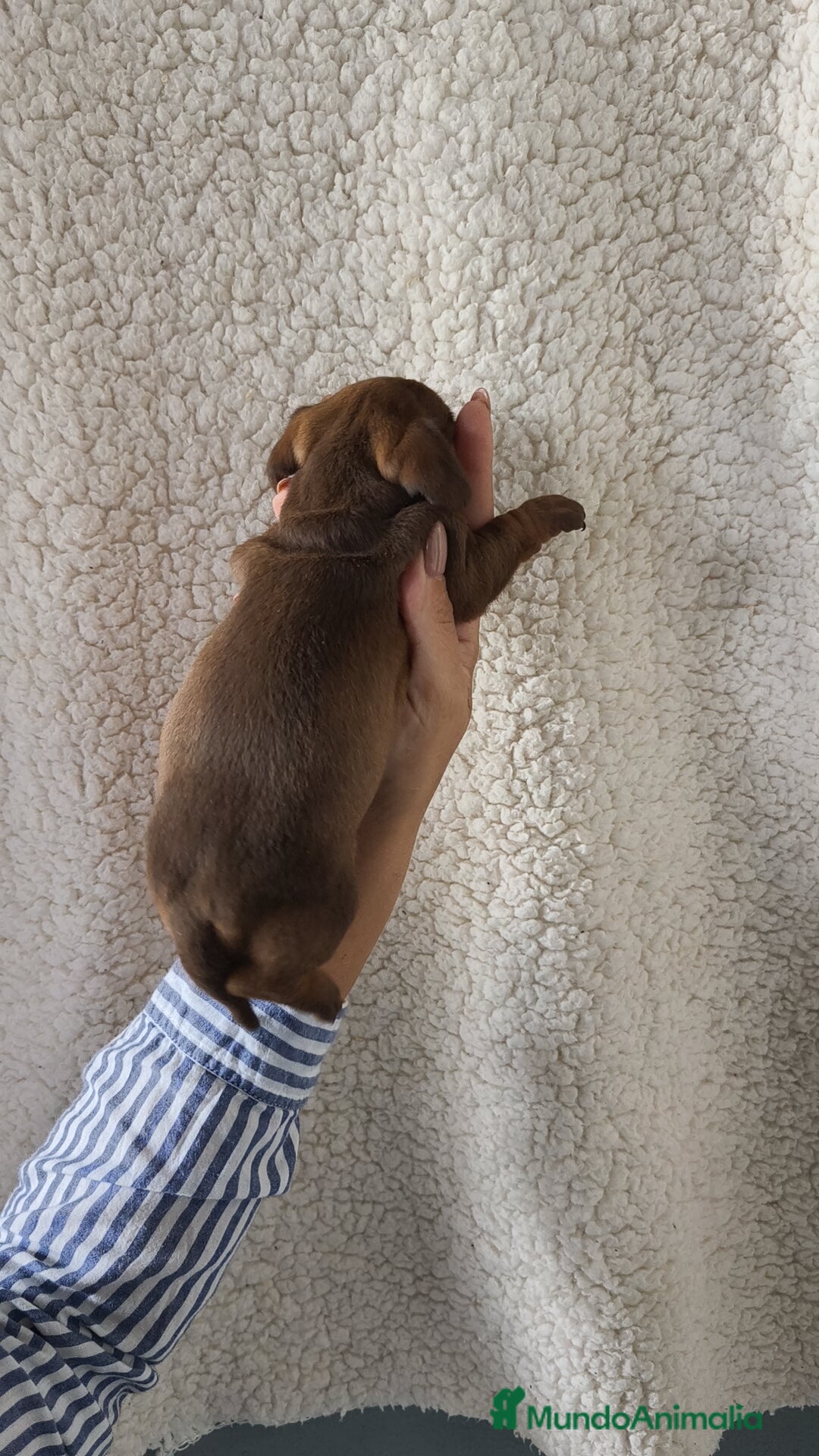 Teckel Miniatura perros en venta: Teckel Kanichen chocolate  - Imagen 8