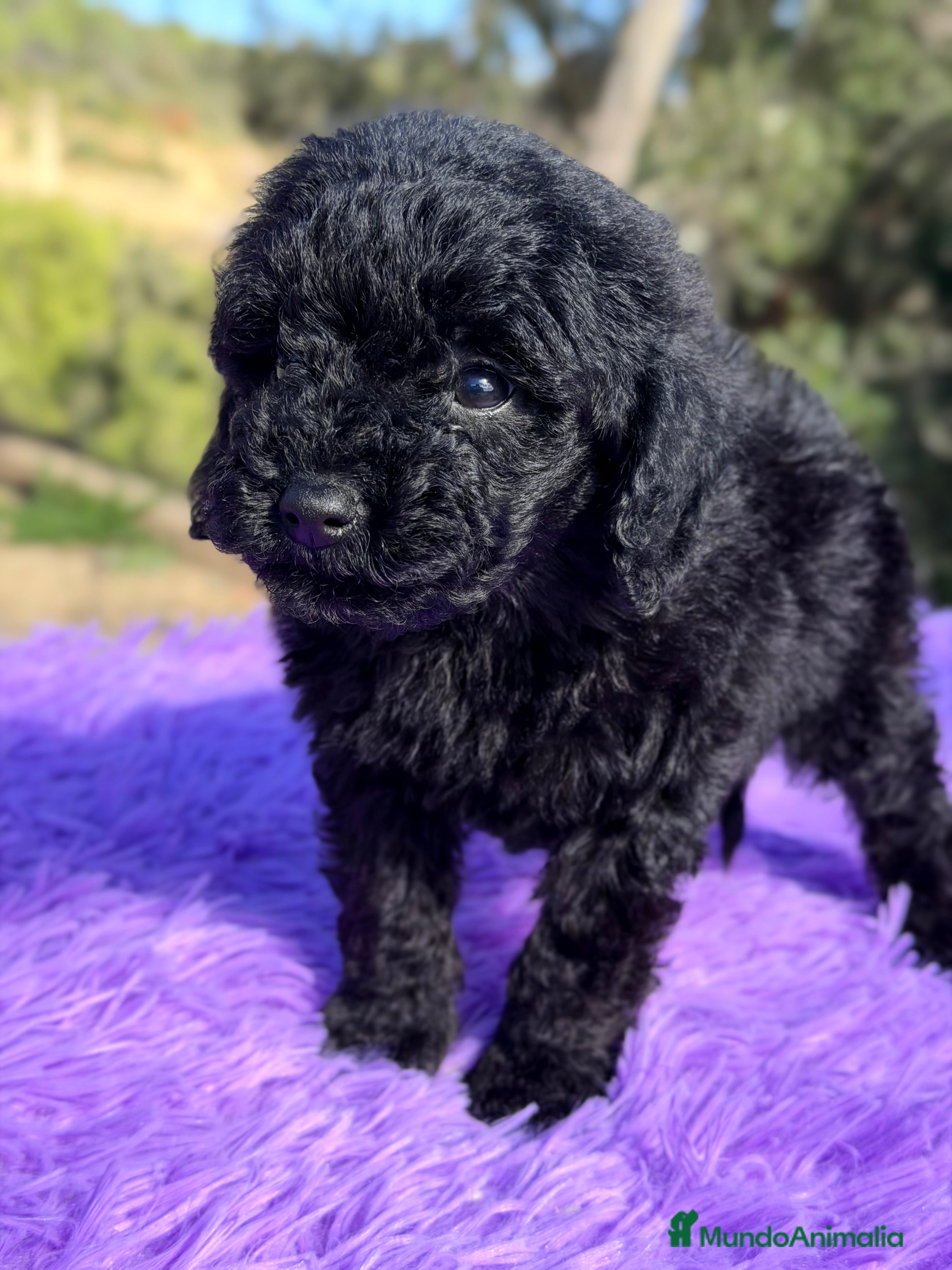 Caniche Toy perros Caniche Toy negra - Anuncio 4