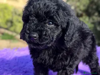 Caniche Toy perros Caniche Toy negra - Anuncio 4