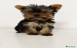 Yorkshire Terrier perros en venta: YORKSHIRE - Imagen 1