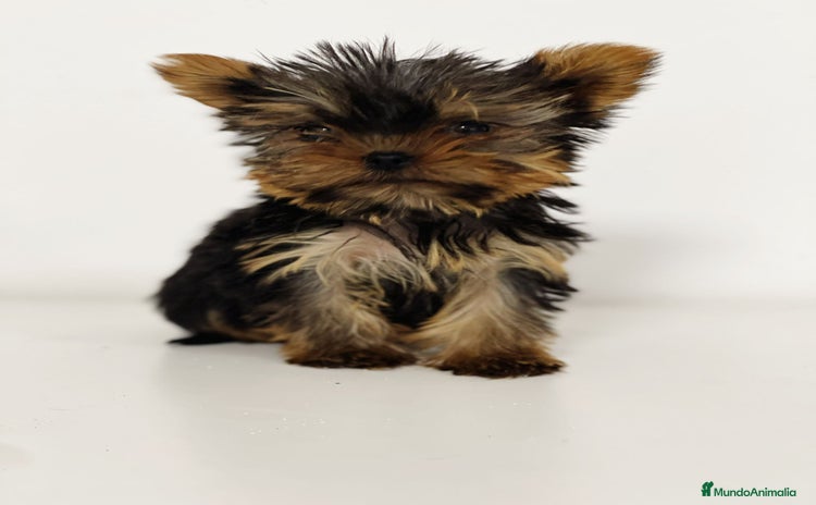 Yorkshire Terrier perros - Anuncio 2