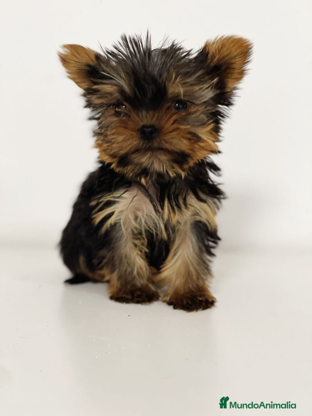 Yorkshire Terrier perros en venta: YORKSHIRE - Imagen 1