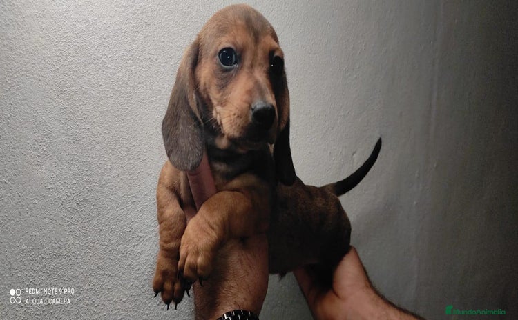 Teckel Miniatura perros - Anuncio 2