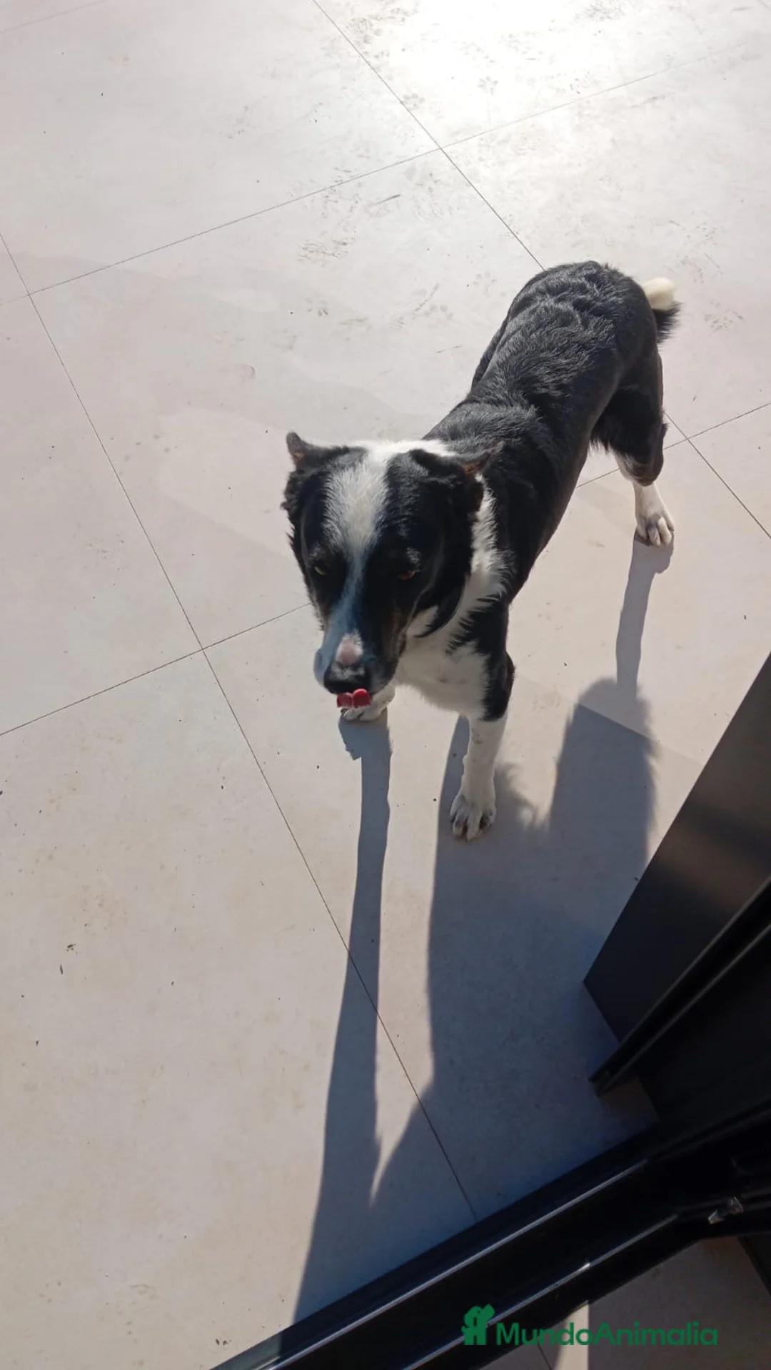 Border Collie perros en venta: BORDER COLLIE  - Anuncio 2