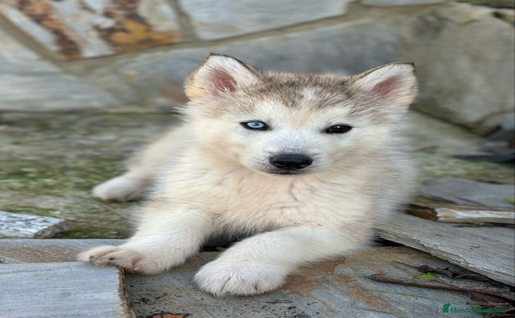 Husky Siberiano perros - Anuncio 2