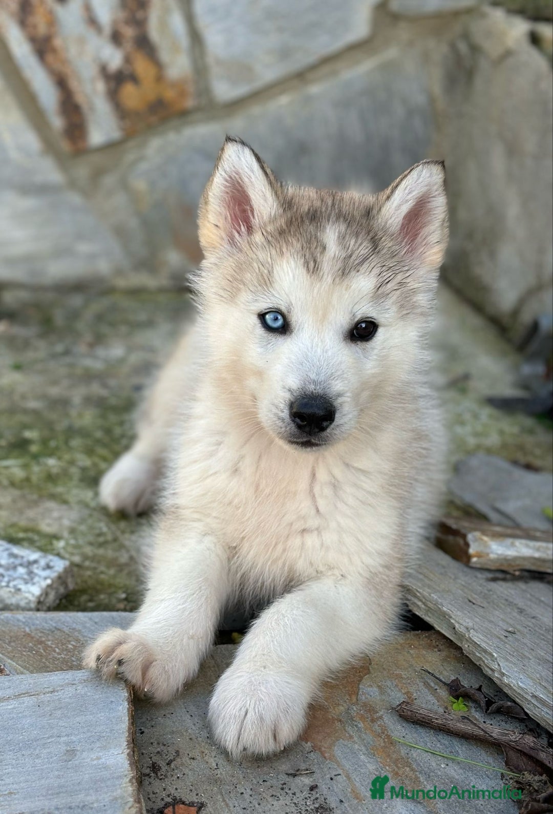 Husky Siberiano perros en venta: Camada preciosa de Husky - Imagen 1