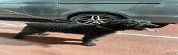 Perro de Agua Español perros en venta: ABRIMOS reservas  en Madrid - Anuncio 11